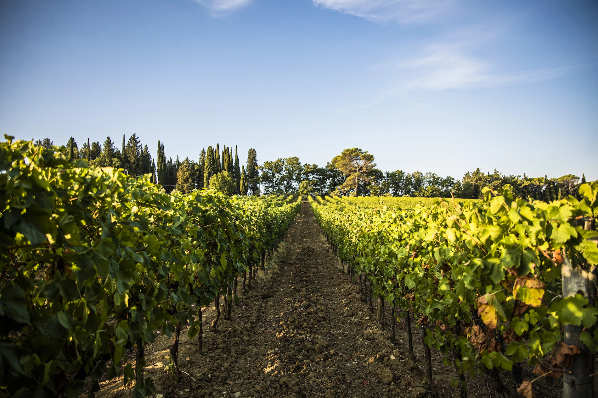 Tenuta Poggio ai Mandorli - Vigneti
