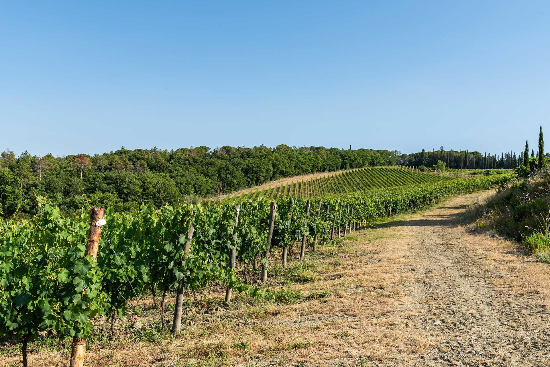 Poggio ai Mandorli - tour dei vigneti ed oliveti